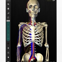 「teamLabBody」忠実に再現された3D人体模型