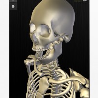 「teamLabBody」忠実に再現された3D人体模型