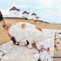 岩合光昭の写真展「ねこ歩き」開催