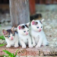 岩合光昭の写真展「ねこ歩き」開催