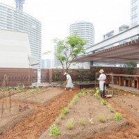 菜園