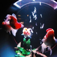 金魚が泳ぐ納涼美。アートアクアリウム2013が日本橋で開催