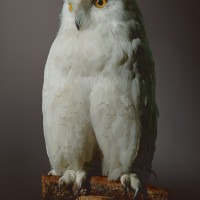 White Owl B