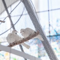 白鳩が8羽飛び交う