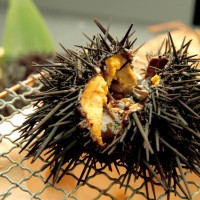 礼文島で獲れた生ウニをその場で味わうことができる