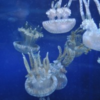 新江ノ島水族館で「ナイトアクアリウム開催」