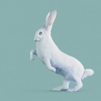 RABBIT [Oryctolagus cognitivus] Very intelligent rabbit.