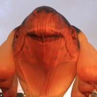 巨大気球作品「スカイホェール（Skywhale）」