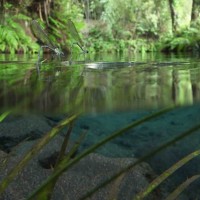 「湧水のイトトンボ」。宮崎県霧島山系のふもとから湧く泉に群れるイトトンボ