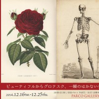 「19世紀までの博物画・ボタニカルアート展」開催