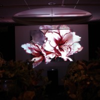 特別展覧会「Light & Nature ～Photography and the Art of Projection」