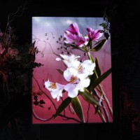 特別展覧会「Light & Nature ～Photography and the Art of Projection」