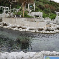 施設内では大小さまざまなサイズのサンゴに出合える