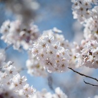 日本の桜を世界へ拡散。富士フイルムとGoogle+がSNS投稿型写真コンテスト