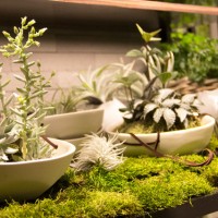 多肉植物や観葉植物など、バラエティ豊かな植物がそろう