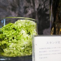 恵比寿の花屋「ソーセリー ドレッシング（SORCERY DRESSING）」