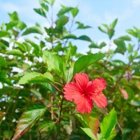 夏の太陽を浴びて輝く花