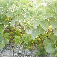 青々と生い茂る植物にパワーをもらえそう