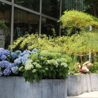 「フーガ」が代官山 蔦屋書店にて「アジサイと水生植物のある風景『Rainy labyrinth』」と題した展示を開催