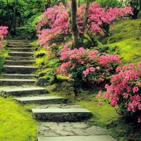 アメリカ・オレゴン州で味わう日本の美「ポートランド日本庭園」／Natural Garden, spring (photo cred David Cobb)