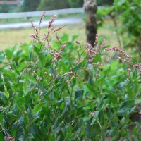 千葉まつ江さんの工房の横に生えた藍の花