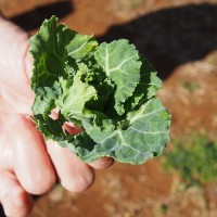 ツアー参加者は、高農園の畑を見学し、採りたての野菜を口にし思い思いの感想を抱いたよう