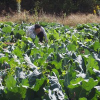 高農園で野菜を見る秋山シェフ