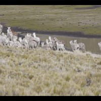 イノウエブラザーズによるアルパカプロジェクトのムービー