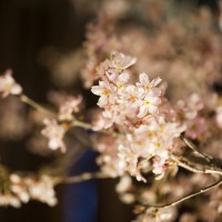 アンダーズ東京のルーフトップバーで、桜が楽しめる「お花見ガーデン」が開催