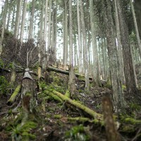 間伐された木は、現在ではよい値がつかないのでそのまま放置されることになる。これらの間伐材をなんとか利用しようとう動きもある