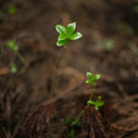 実生の木。苗木から植林されたものと違い自生する実生は強く根を張るという。