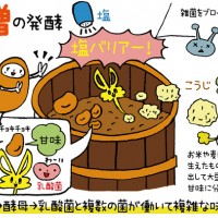 小倉ヒラクさんに訊く味噌にまつわるエトセトラ！そもそも、味噌ってどんな調味料？