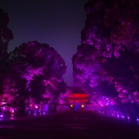 「呼応する木々、下鴨神社　糺の森」