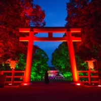 「呼応する木々、下鴨神社　糺の森」