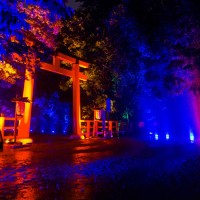 「呼応する木々、下鴨神社　糺の森」