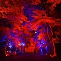 「呼応する木々、下鴨神社　糺の森」