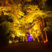 「呼応する木々、下鴨神社　糺の森」