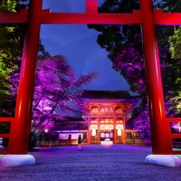 「呼応する木々、下鴨神社　糺の森」