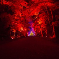 「呼応する木々、下鴨神社　糺の森」