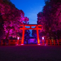 「呼応する木々、下鴨神社　糺の森」