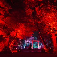 「呼応する木々、下鴨神社　糺の森」