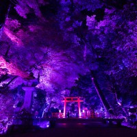 「呼応する木々、下鴨神社　糺の森」