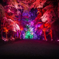 「呼応する木々、下鴨神社　糺の森」