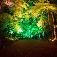 「呼応する木々、下鴨神社　糺の森」