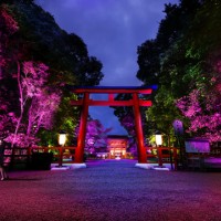 「呼応する木々、下鴨神社　糺の森」