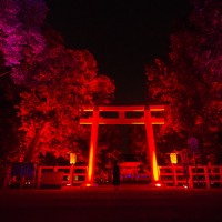 「呼応する木々、下鴨神社　糺の森」