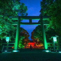 「呼応する木々、下鴨神社　糺の森」