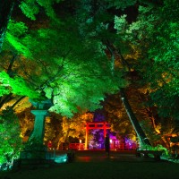 「呼応する木々、下鴨神社　糺の森」