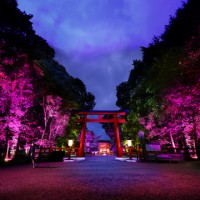 「呼応する木々、下鴨神社　糺の森」