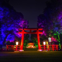 「呼応する木々、下鴨神社　糺の森」